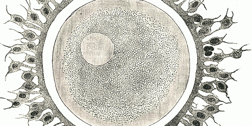 Personhood: Reproductive “rights” devoid of science and logic