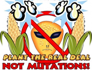 Which do you prefer? The real deal or GMOs?