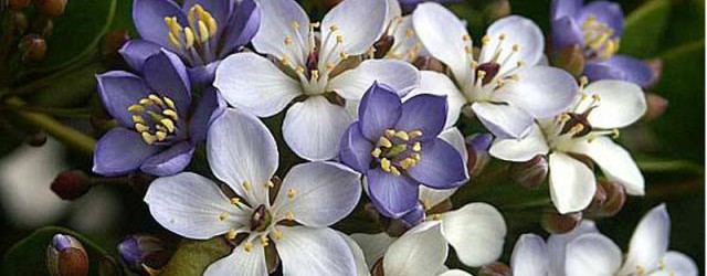 Best places to surround you in Spring Flowers